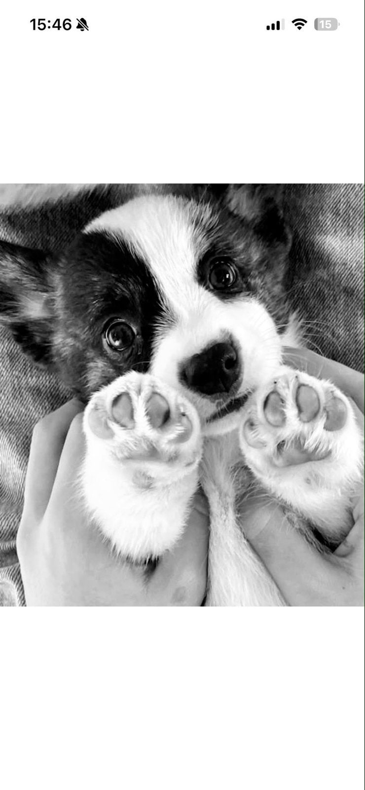 Corgi - Maya - 9 maanden, Dieren en Toebehoren, 15 weken tot 1 jaar, Overige rassen, Teef, Eén hond