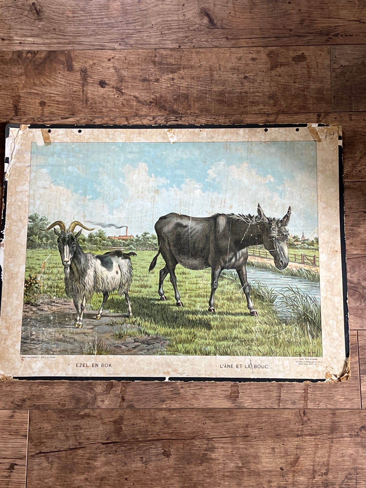 Antieke schoolplaat Ezel en Bok - Kemink & Zoon Utrecht, Ophalen of Verzenden, Natuur en Biologie