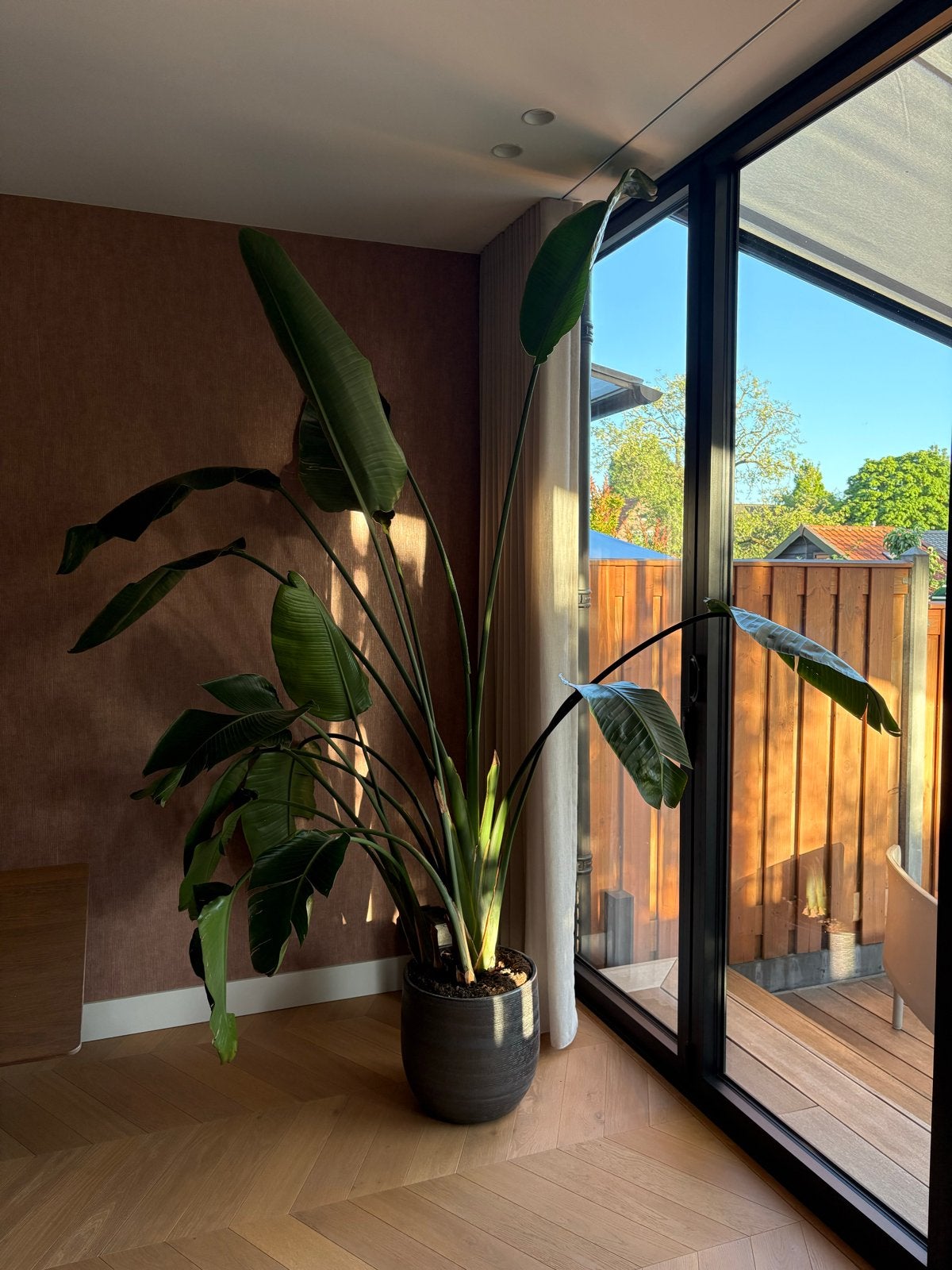 Grote Strelitzia Nicolai - 270 cm hoog, Ophalen, 200 cm of meer, Overige soorten, In pot