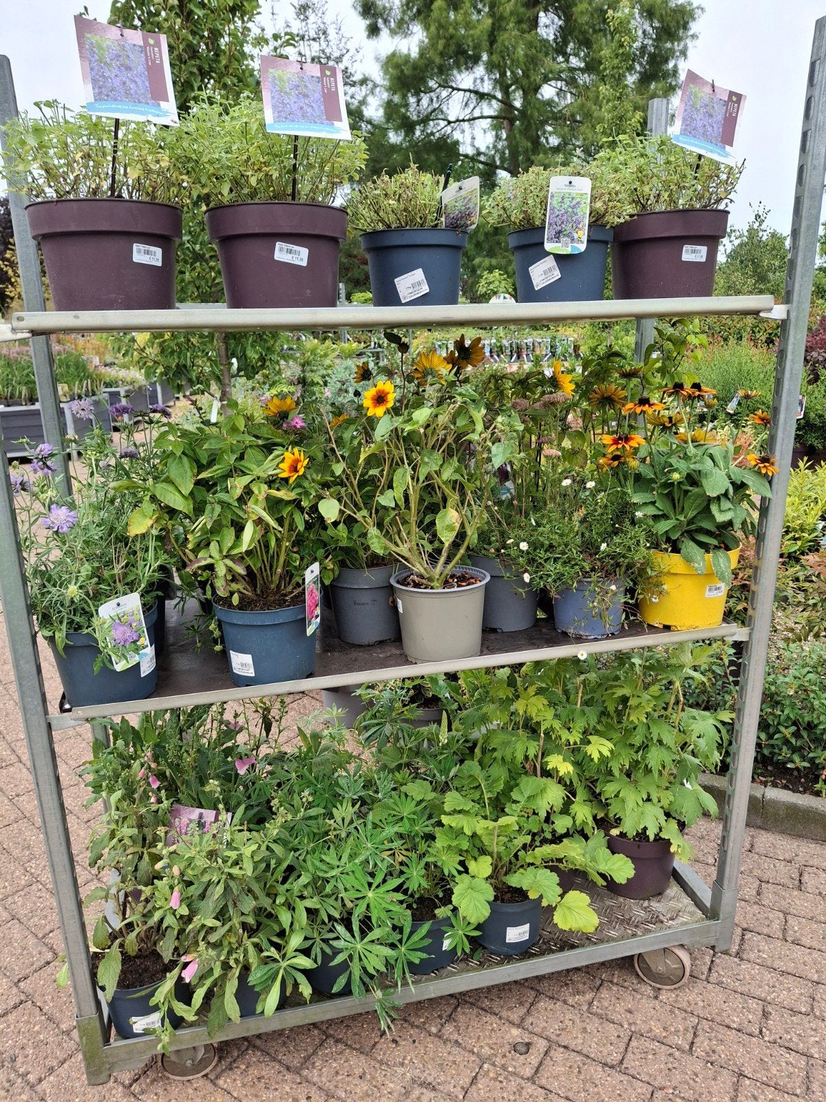 Karren deal vol met vaste planten, Tuin en Terras, Ophalen of Verzenden