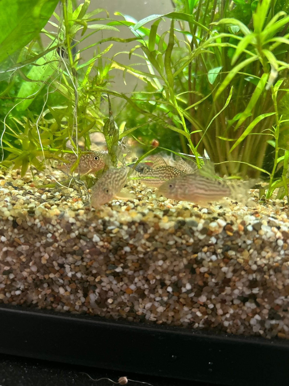 Corydora Sterbai, Vis