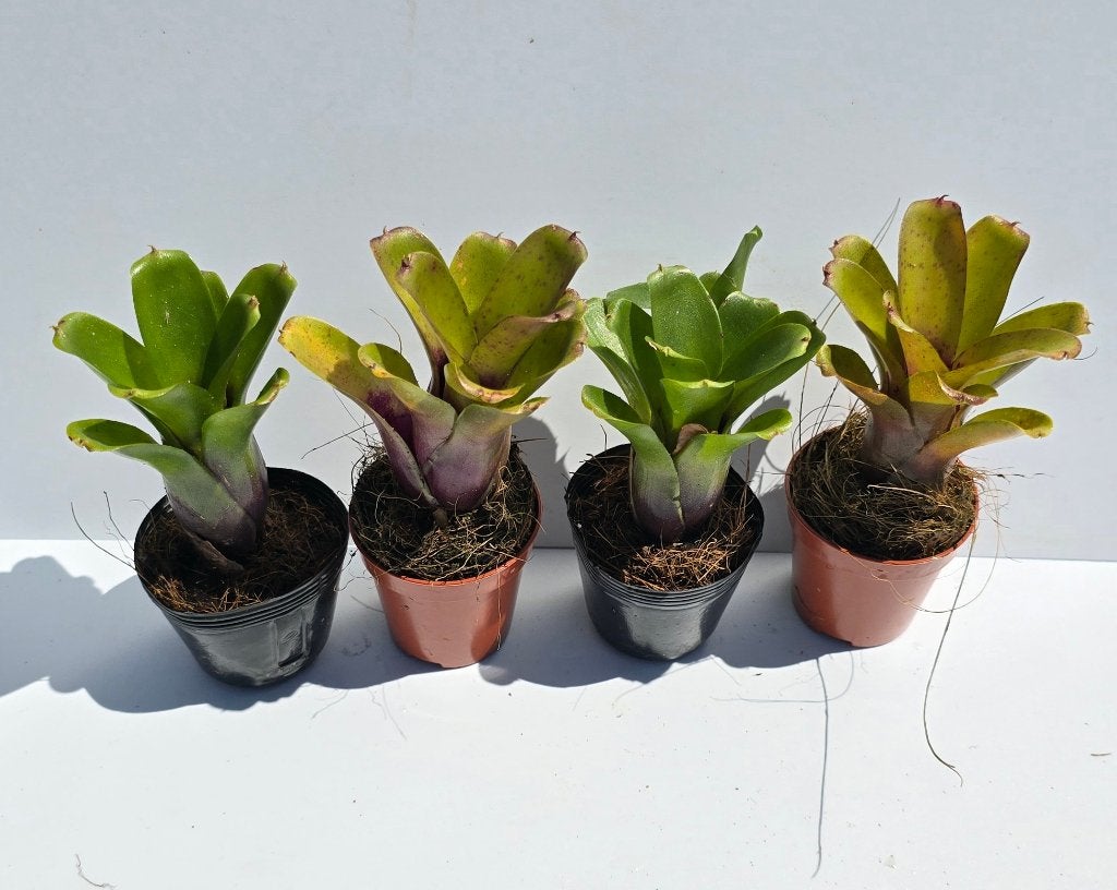 Neoregelia,  diverse soorten bromelia 's, fireball, Ophalen of Verzenden, Nieuw, Tak, Plant, Rots of Steen