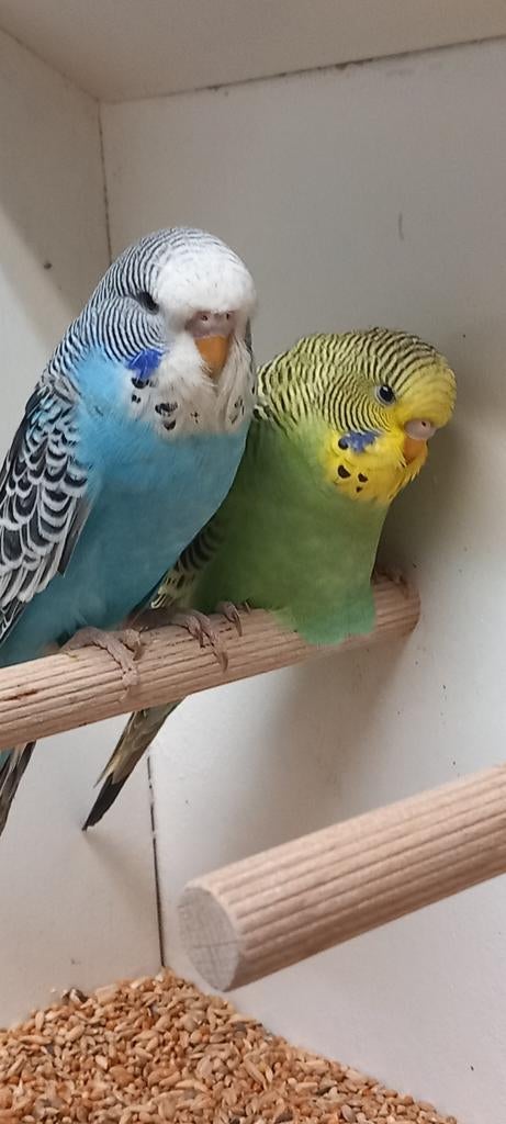 Koppel jonge parkietjes samen., Dieren en Toebehoren, Vogels | Parkieten en Papegaaien