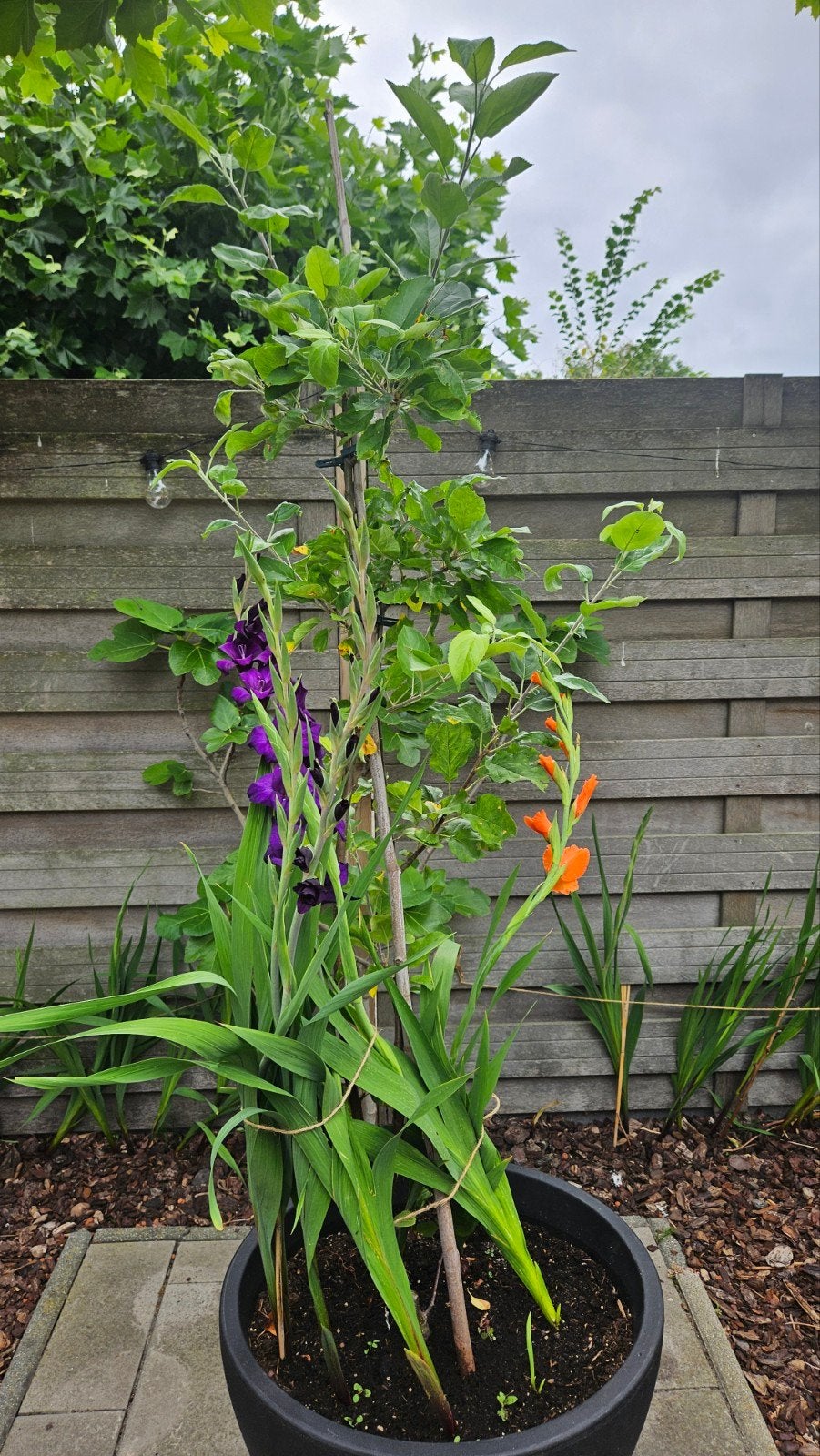 Jonge appelboom 4 jaar oud, Overige soorten, Lente, 100 tot 250 cm, Ophalen