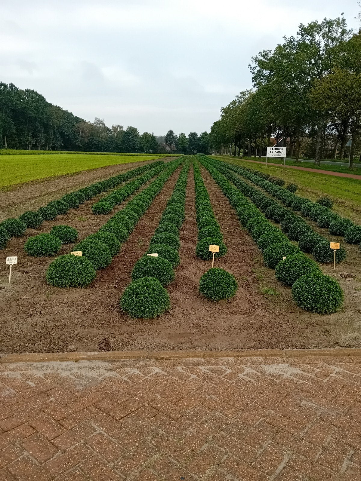 Bolchrysanten - Prachtige Herfstbloeiers voor uw Tuin, Volle zon, Vaste plant, Herfst, Ophalen