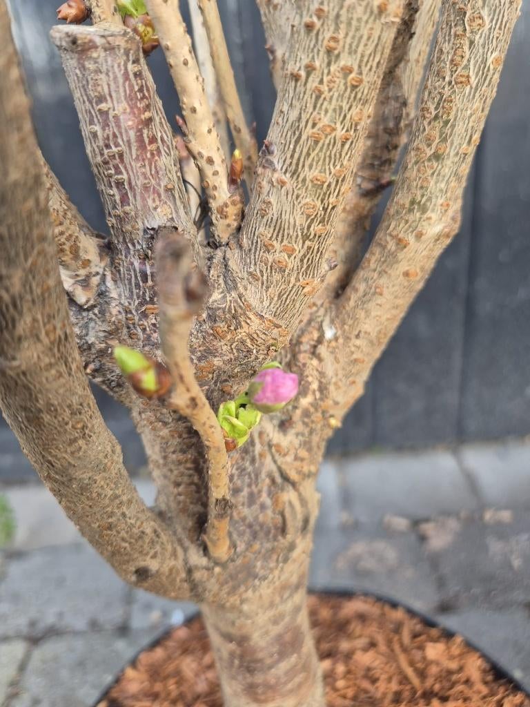 Japanse sierkers, oftewel de Prunus Serrulata Amanogawa, Tuin en Terras, Planten | Bomen, Ophalen of Verzenden, Lente, 100 tot 250 cm