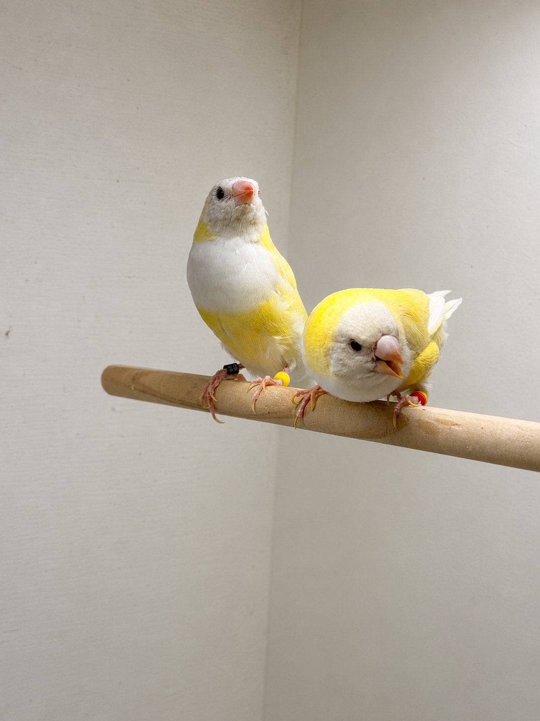 zwartkop lutino pop gouldamadines van 2026, Dieren en Toebehoren, Vogels | Overige Vogels, Vrouwelijk, Geringd