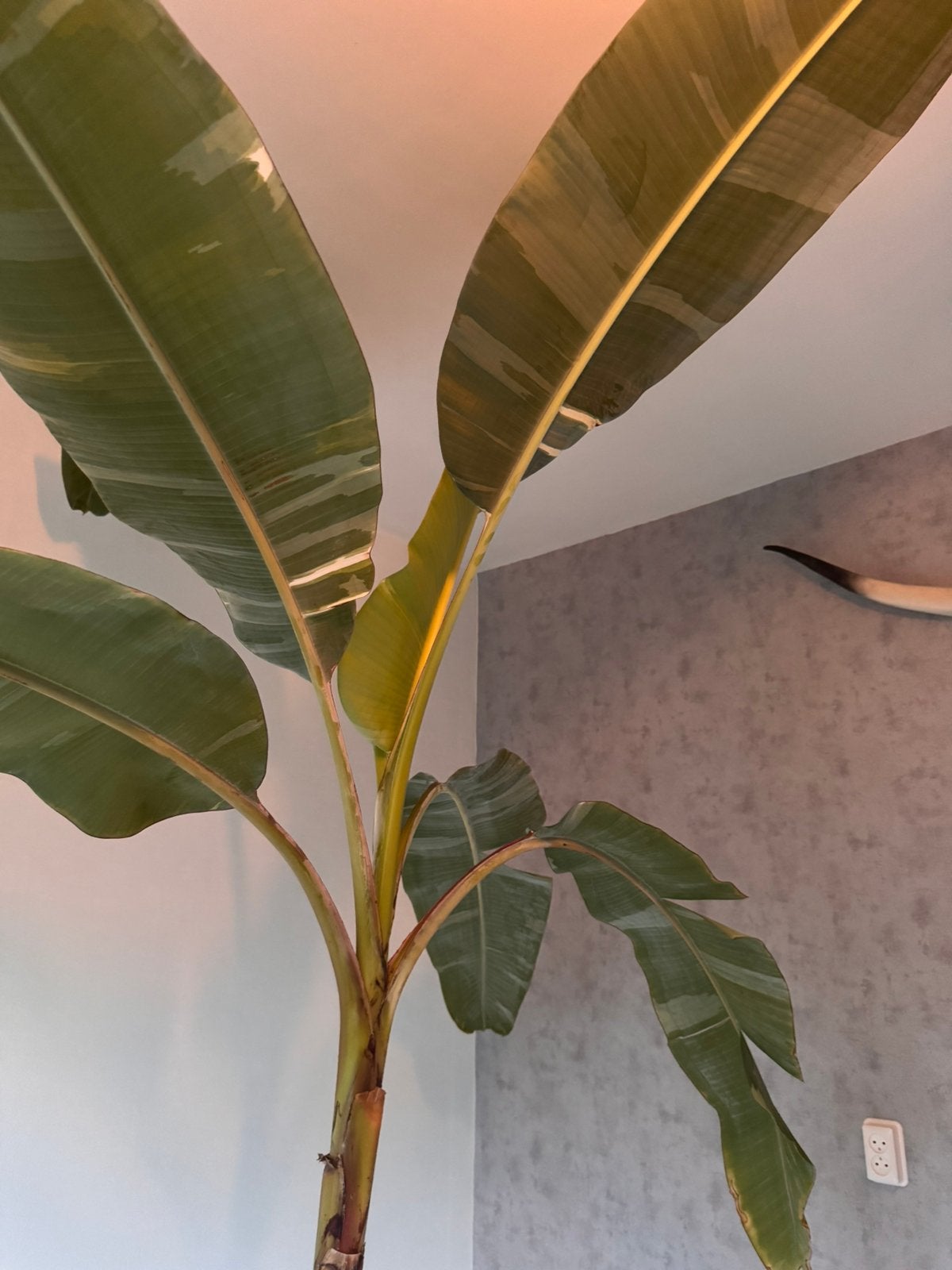 Grote Musa Florida, 2 meter!, Groene kamerplant, Ophalen, Halfschaduw, 150 tot 200 cm