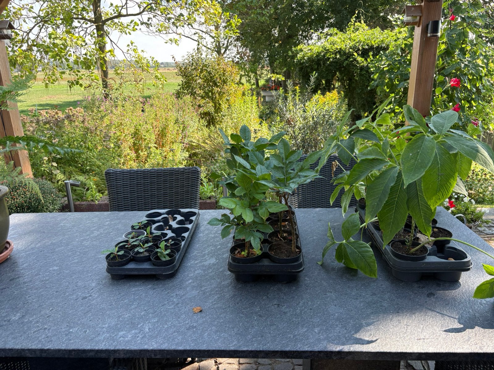 Minder bekende planten te koop, Vaste plant, Halfschaduw, Lente, Ophalen