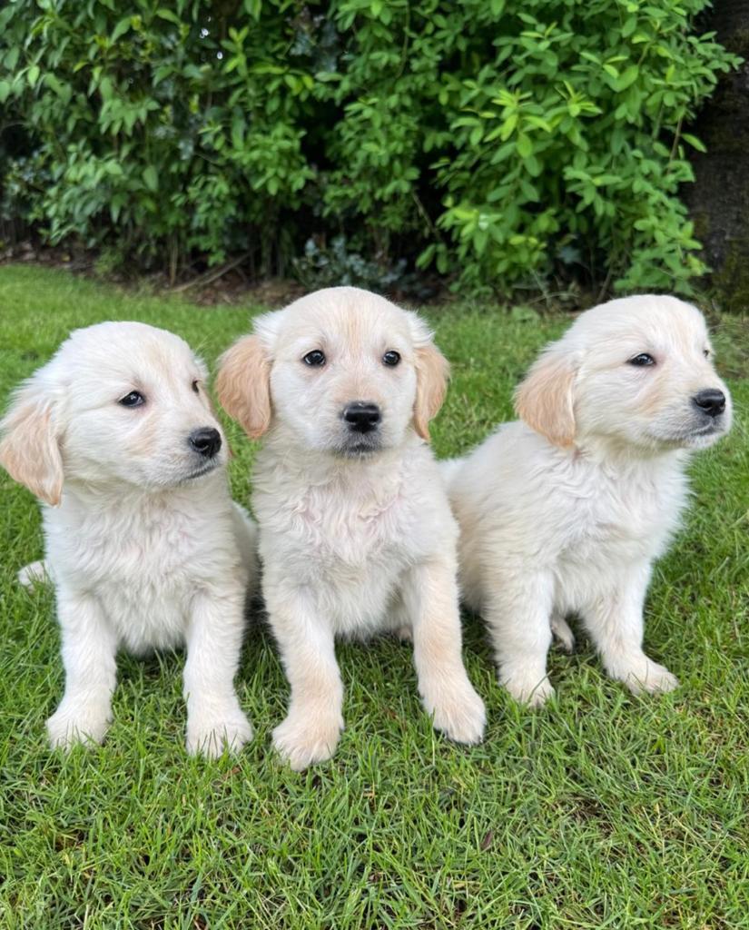 Golden Retriever pups, 8 tot 15 weken, Meerdere, Meerdere dieren, Parvo