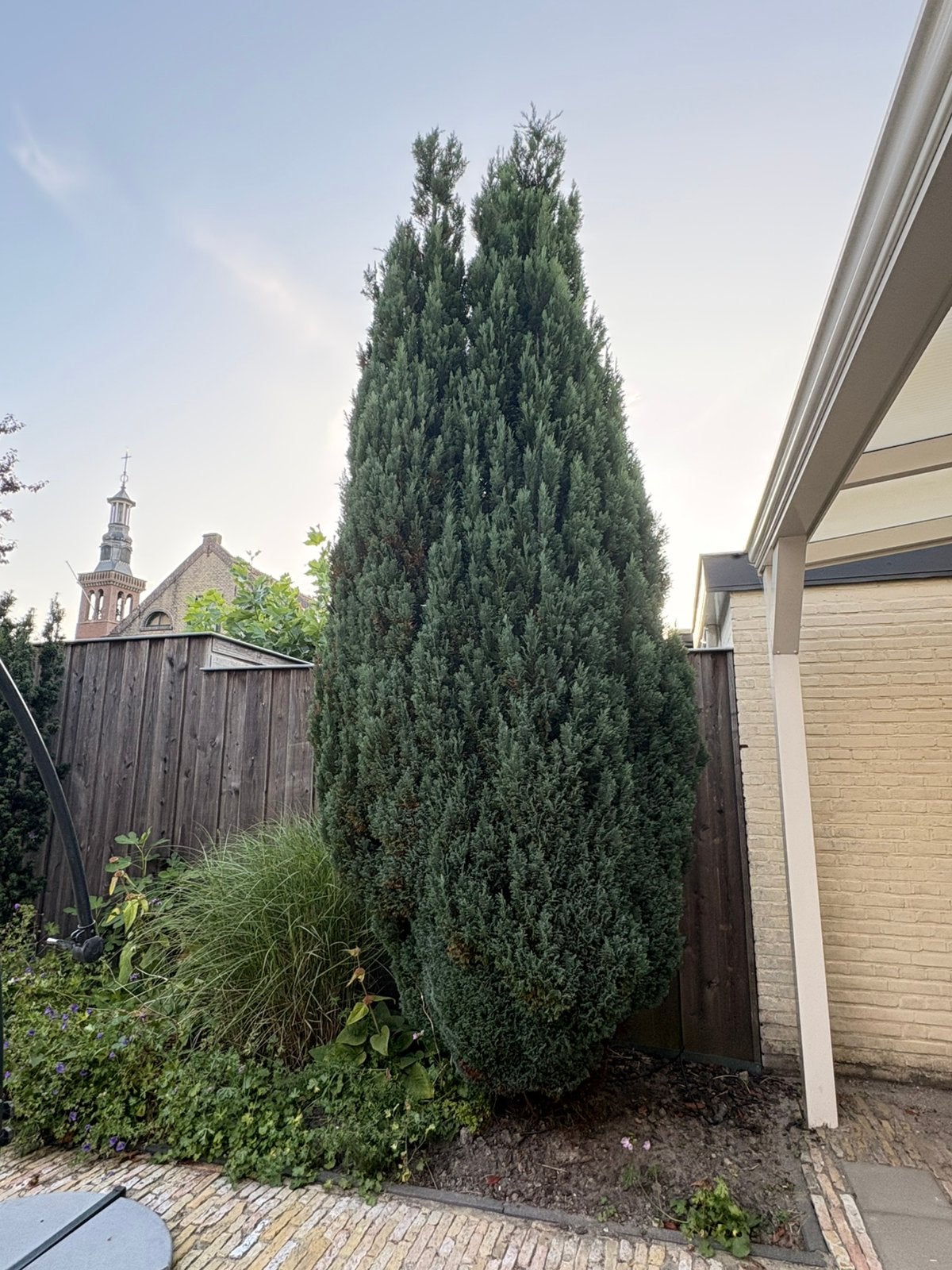 Grote, statige cornifeer, Tuin en Terras, Planten | Bomen, Bloeit niet, Zuilboom, 400 cm of meer, Ophalen