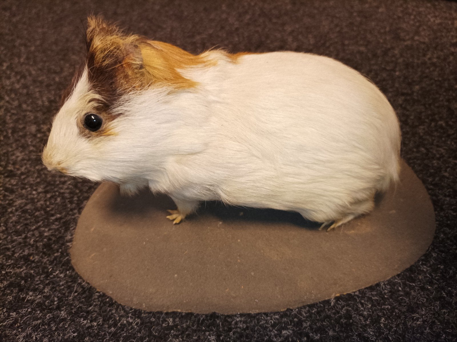 Taxidermie opgezette cavia dieren curiosa rariteitenkabinet, Ophalen of Verzenden