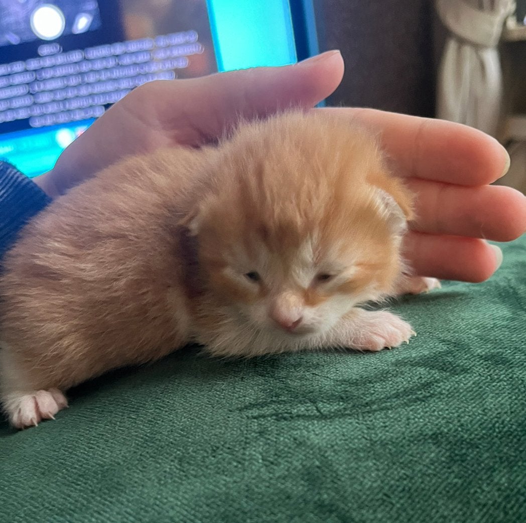 Kittens, Meerdere dieren, Ontwormd, 0 tot 2 jaar