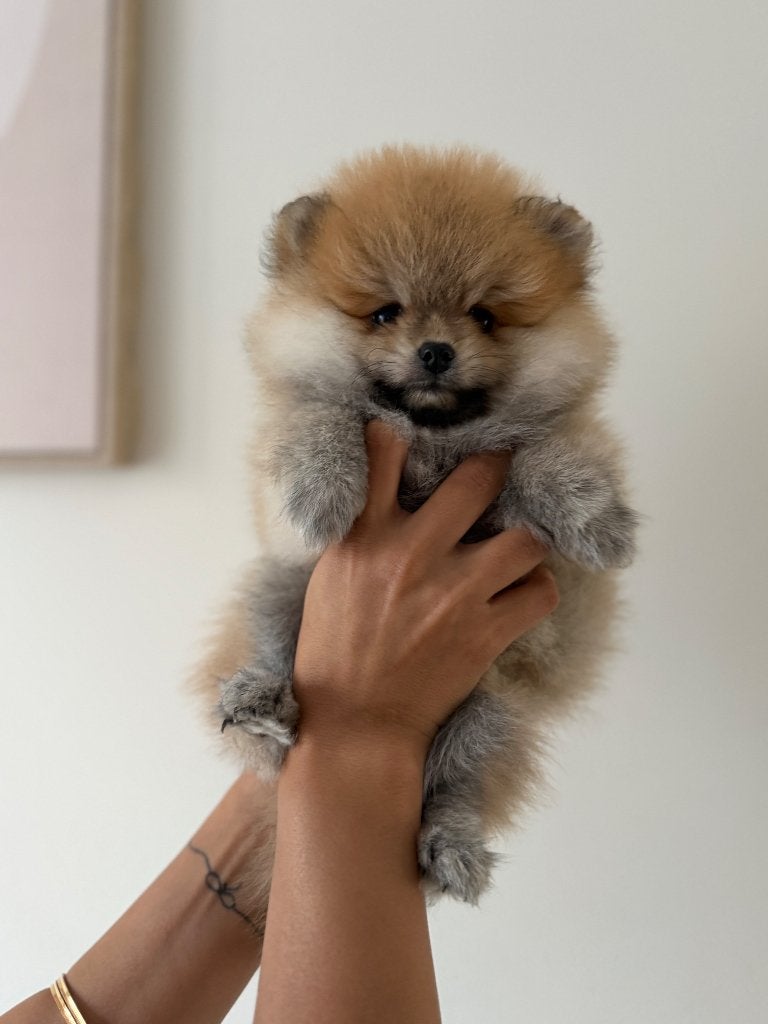 Mini Pomeranian Teefjes, Dieren en Toebehoren, Overige rassen, 8 tot 15 weken, Teef, Parvo