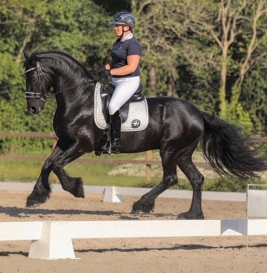 Dressuurles paardrijles les paard pony les dressuur