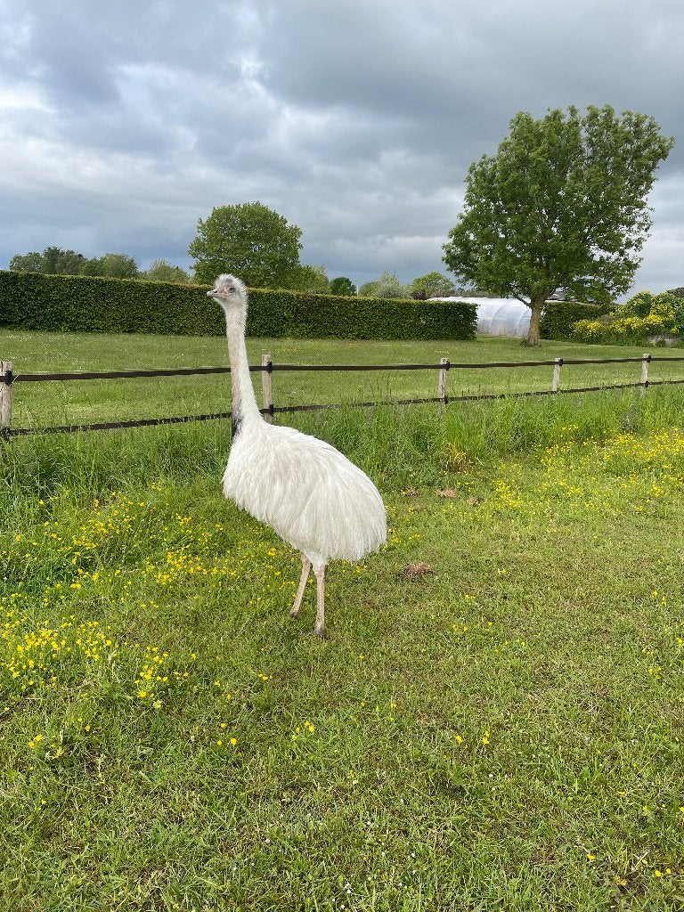 Grote nandoe haan wit met blauwe ogen van 2 jaar oud, Dieren en Toebehoren, Mannelijk, Overige soorten