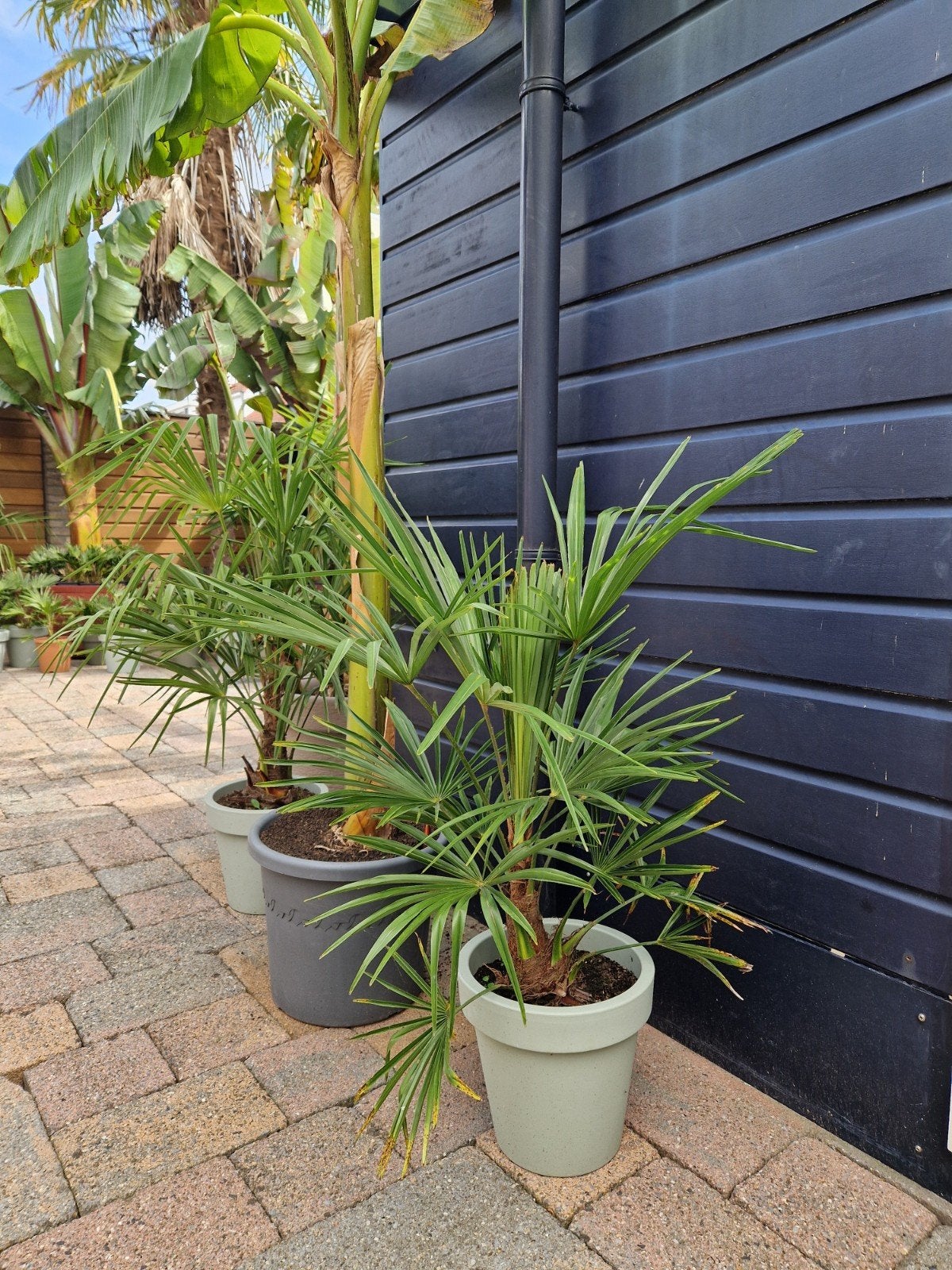 Trachycarpus Fortunei Palmboom - Winterharde Waaierpalm, Volle zon, Vaste plant, Bloeit niet, Ophalen
