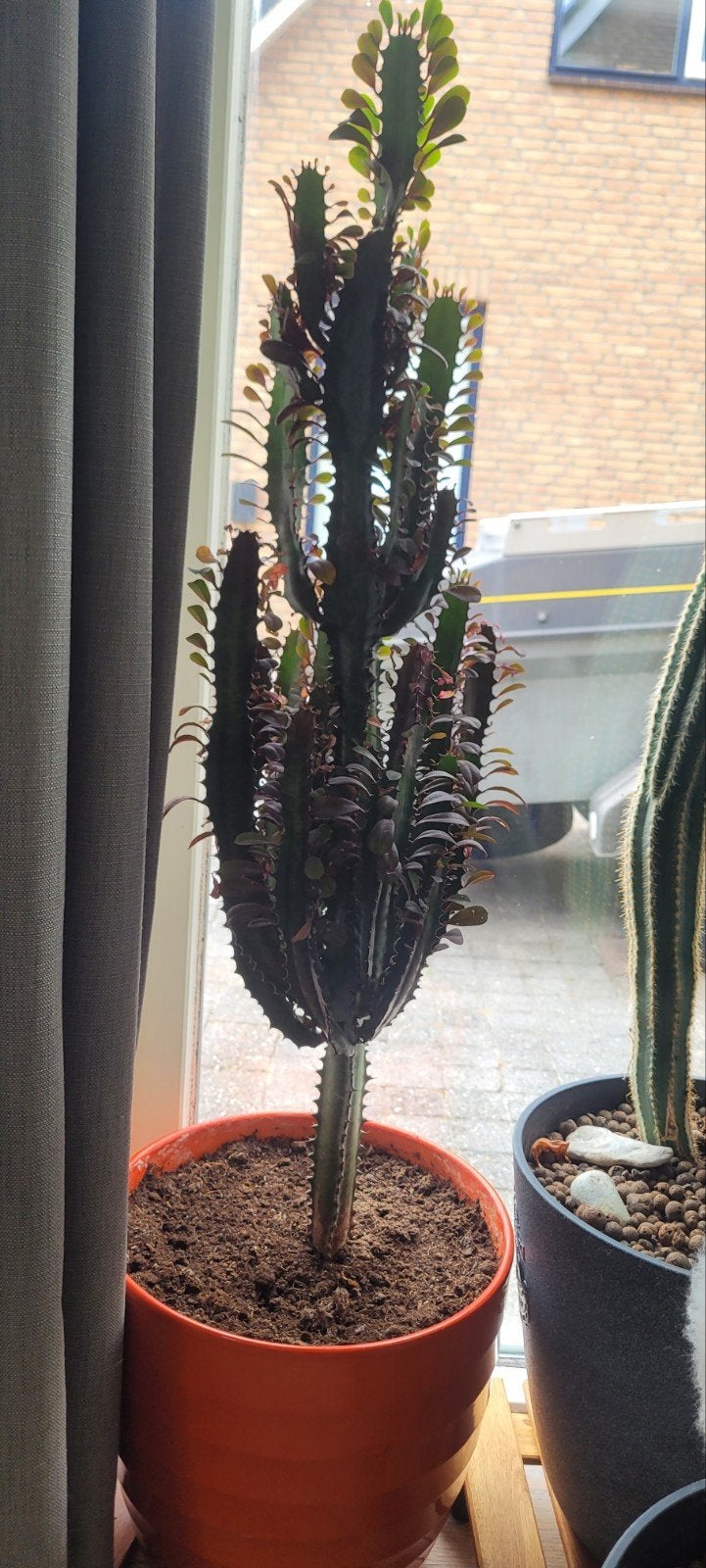 Grote Euphorbia Trigona Cactus in pot, Huis en Inrichting, Kamerplanten, Ophalen, 100 tot 150 cm, In pot, Cactus