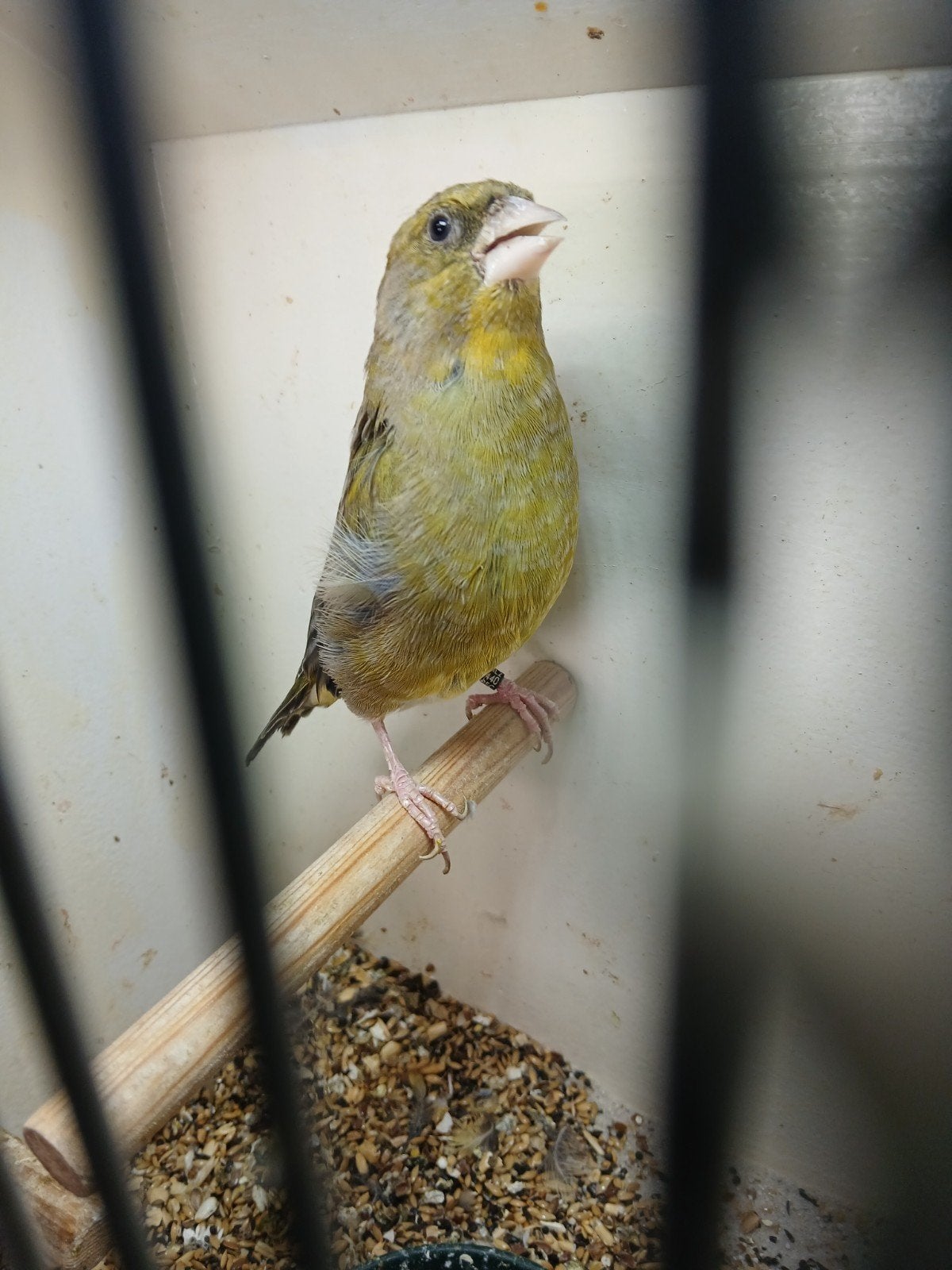 Mooie grote schotse agaat groenling man, Mannelijk, Wildzangvogel, Geringd