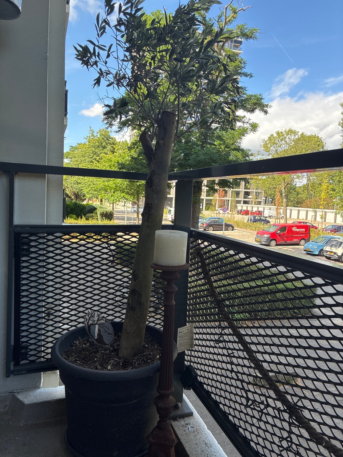 Olijfboom in pot- zelf ophalen/tillen, Ophalen, Volle zon, Vaste plant, Zomer