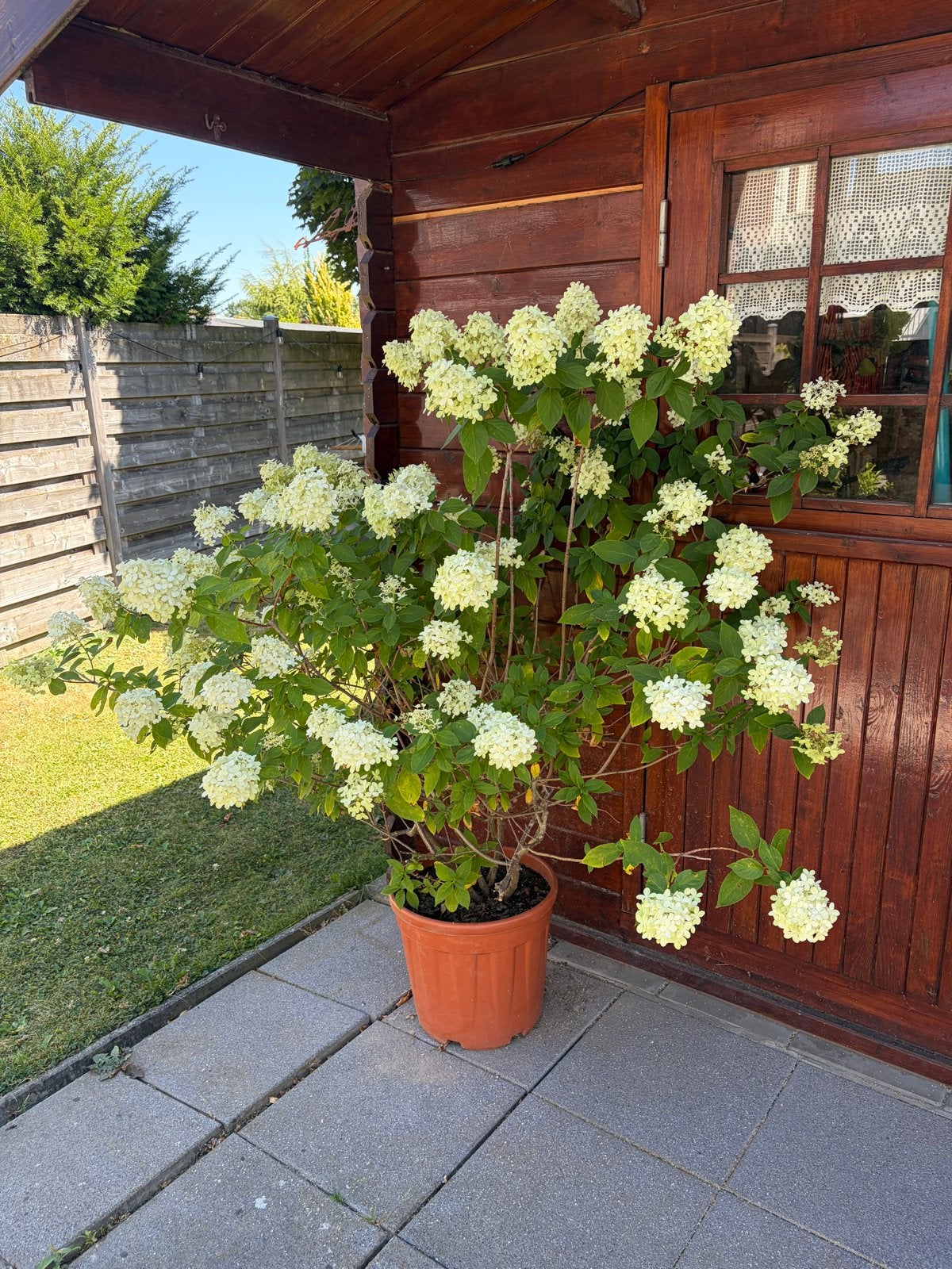 Grote Pluimhortensia in pot - 1.60m hoog, 1.70m breed, Tuin en Terras, Planten | Tuinplanten, Vaste plant, Halfschaduw, Zomer