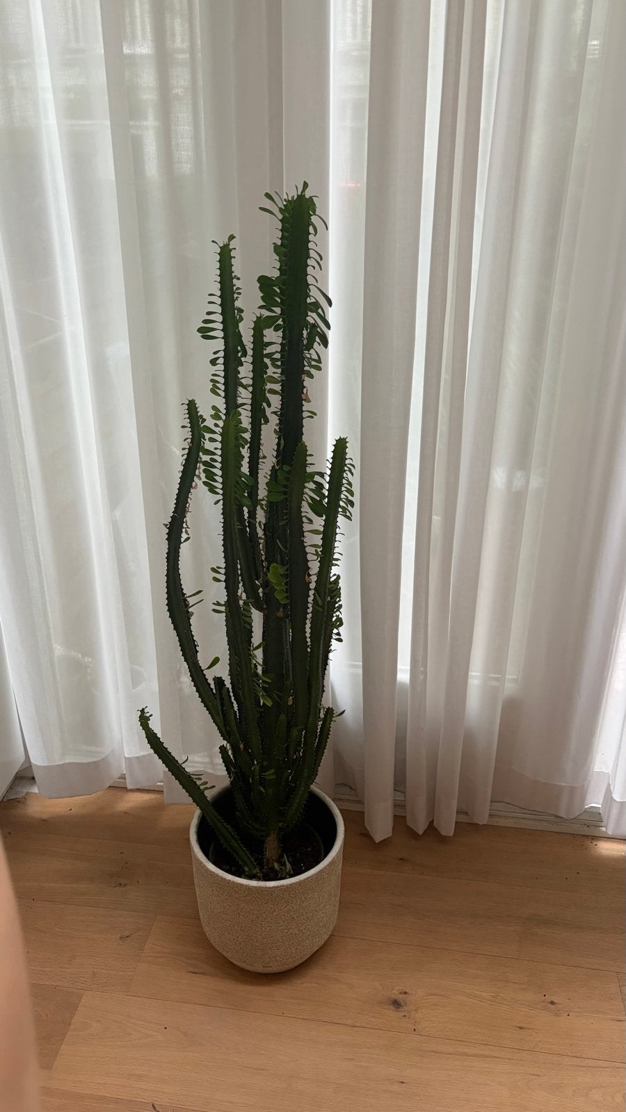Euphorbia Trigona Cactus Afrikaanse Melkboom met pot, Ophalen, 100 tot 150 cm, Halfschaduw, Groene kamerplant