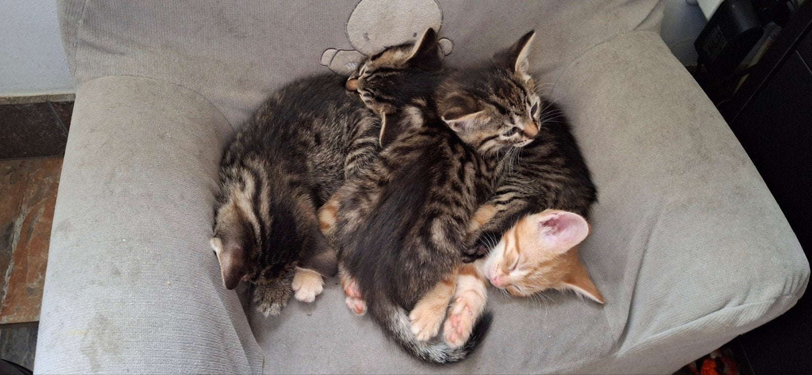 Kittens, 0 tot 2 jaar