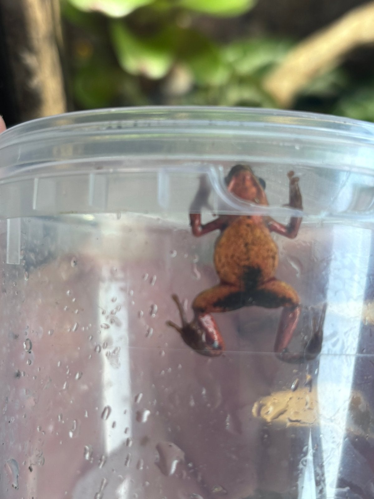Oophaga Pumilio BriBri, Dieren en Toebehoren, Spin of Schorpioen
