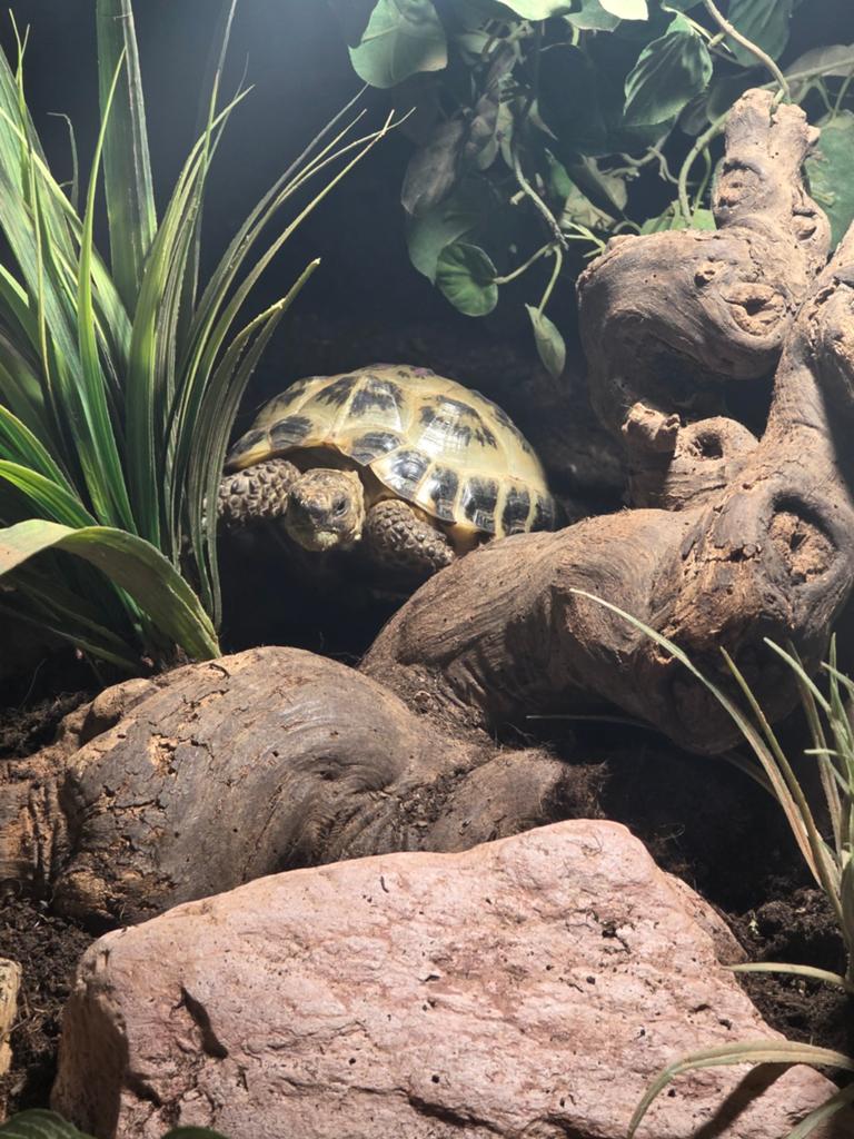 Testudo Horsfieldii Land Schildpadden, Dieren en Toebehoren, Reptielen en Amfibieën, Schildpad, 3 tot 6 jaar