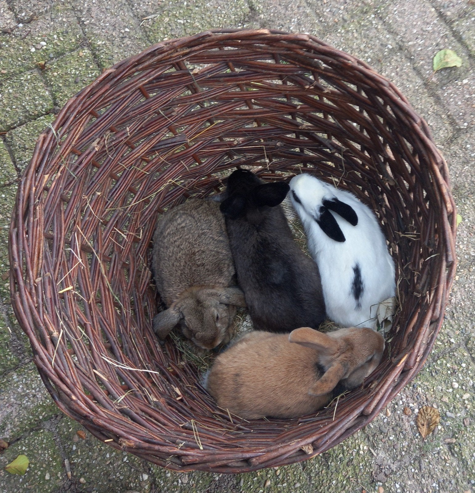 Dwergkonijnen, Dieren en Toebehoren