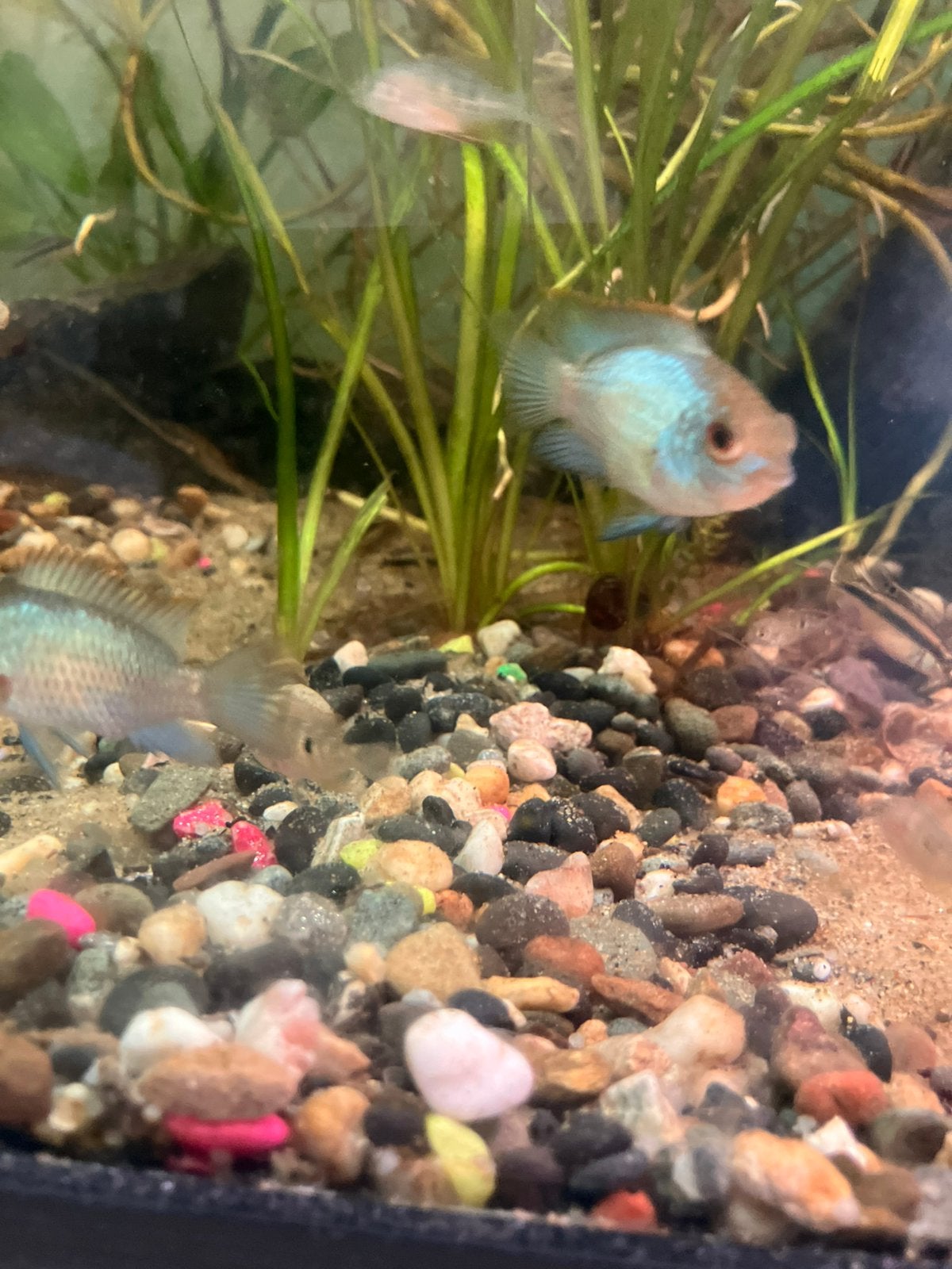 Blauw acara cichliden, Vis