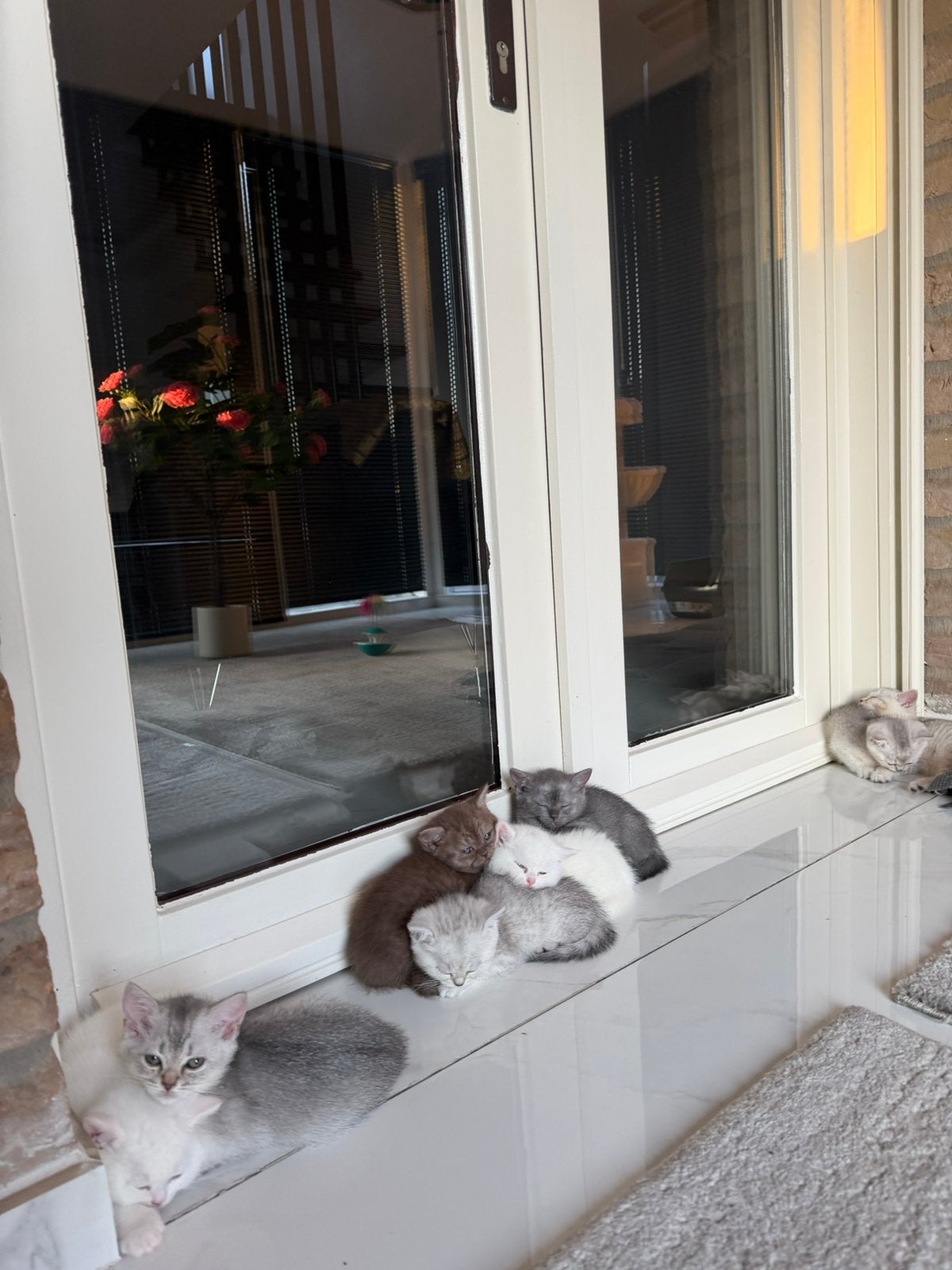 Britse korthaar kittens, Meerdere dieren