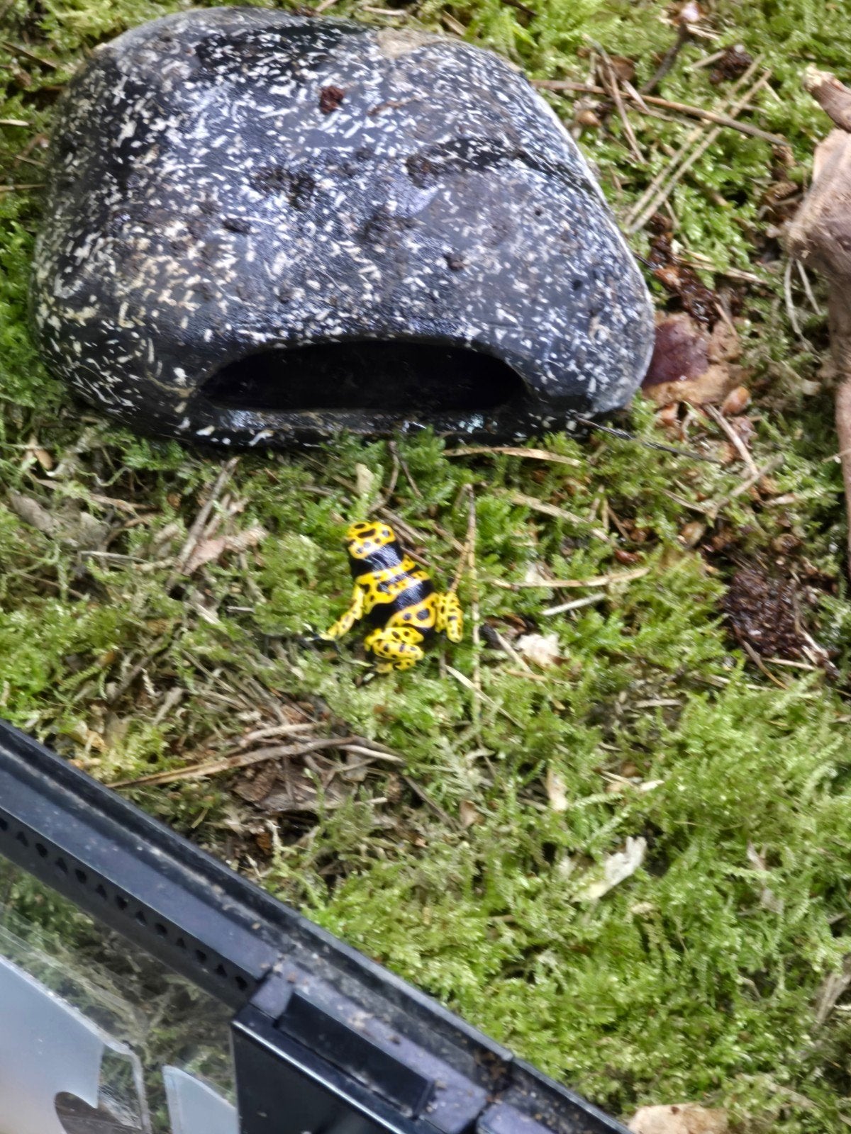 Prachtige pijlgifkikkers (Dendrobates leucomelas) Frog photo 4