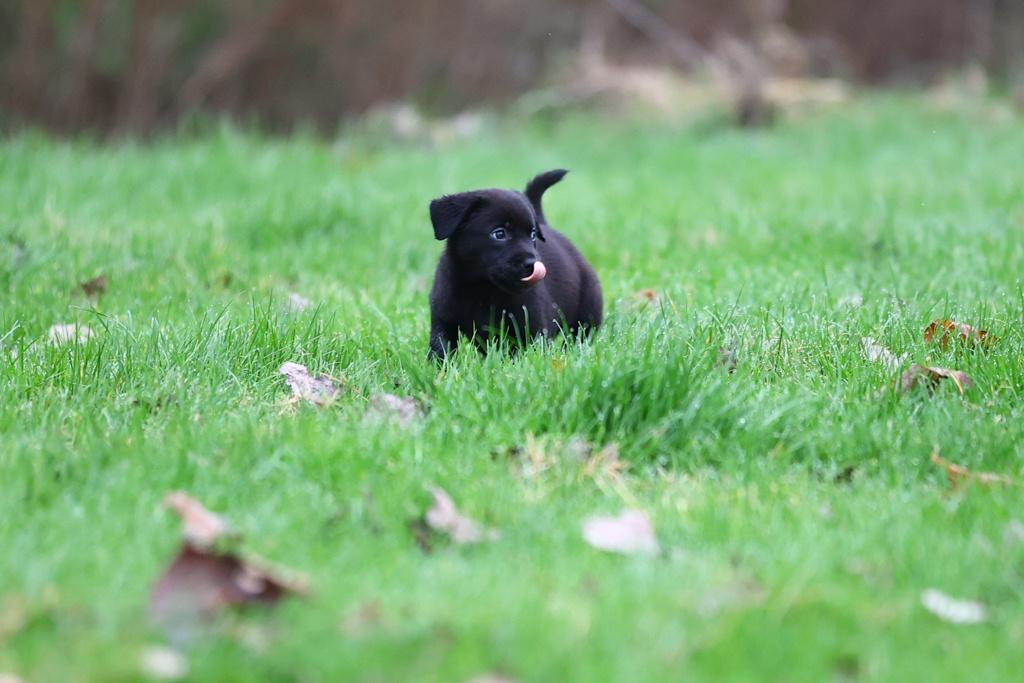 labrador pups / border collie pups / kruising, Dieren en Toebehoren, 8 tot 15 weken, Labrador retriever, Meerdere, Meerdere dieren