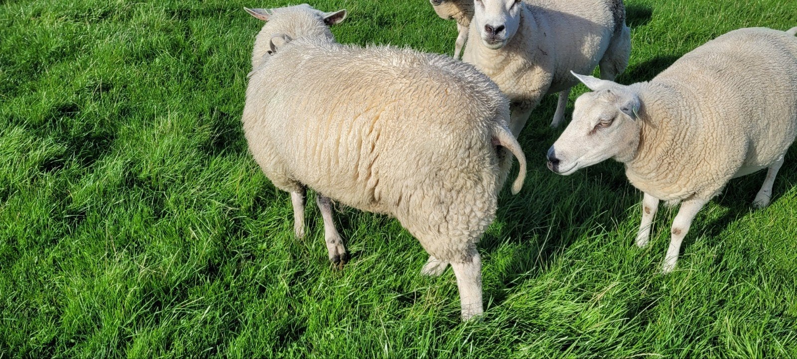 swifter fokram, Dieren en Toebehoren, Mannelijk, Schaap, 0 tot 2 jaar