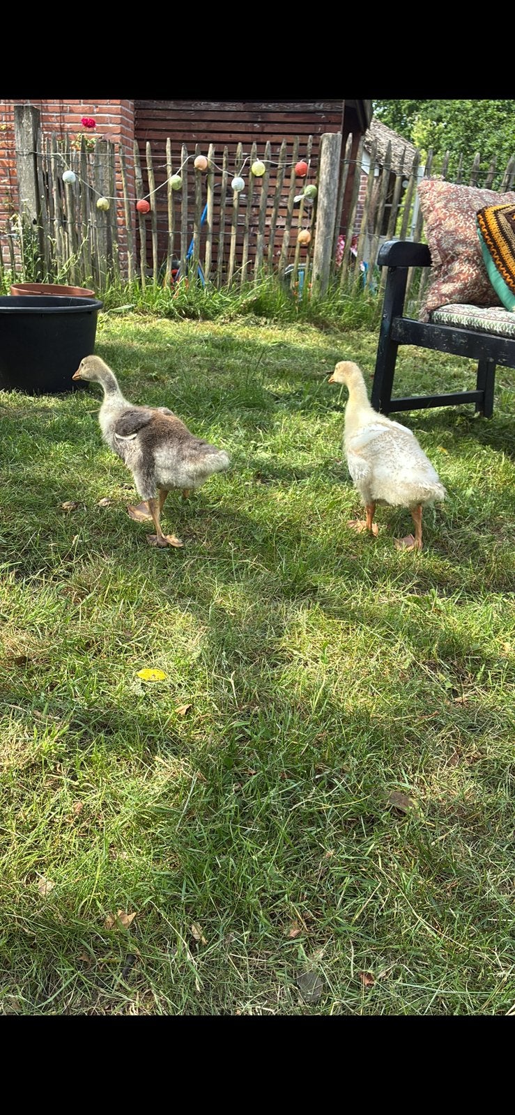 Ganzen, twentse landgans, boerengans, Dieren en Toebehoren, Pluimvee, Meerdere dieren, Gans of Zwaan