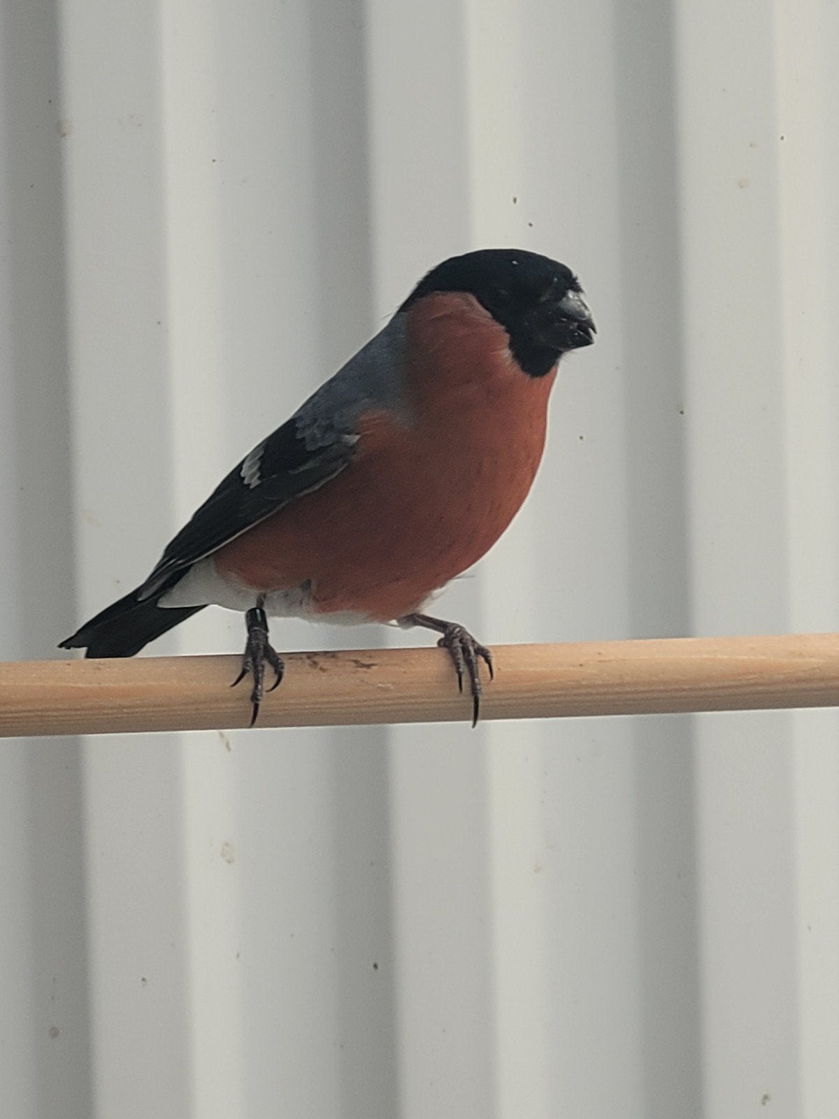 Goudvinken 2026, Dieren en Toebehoren, Mannelijk, Wildzangvogel, Geringd
