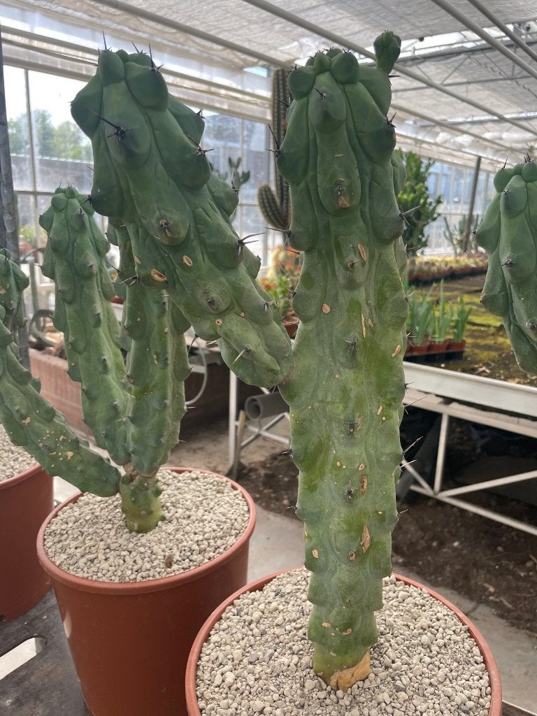 Boobiecactus Myrtillocactus geometrizans Fukurokuryuzinbo, Ophalen of Verzenden, Minder dan 100 cm, Bloeiende kamerplant, Volle zon