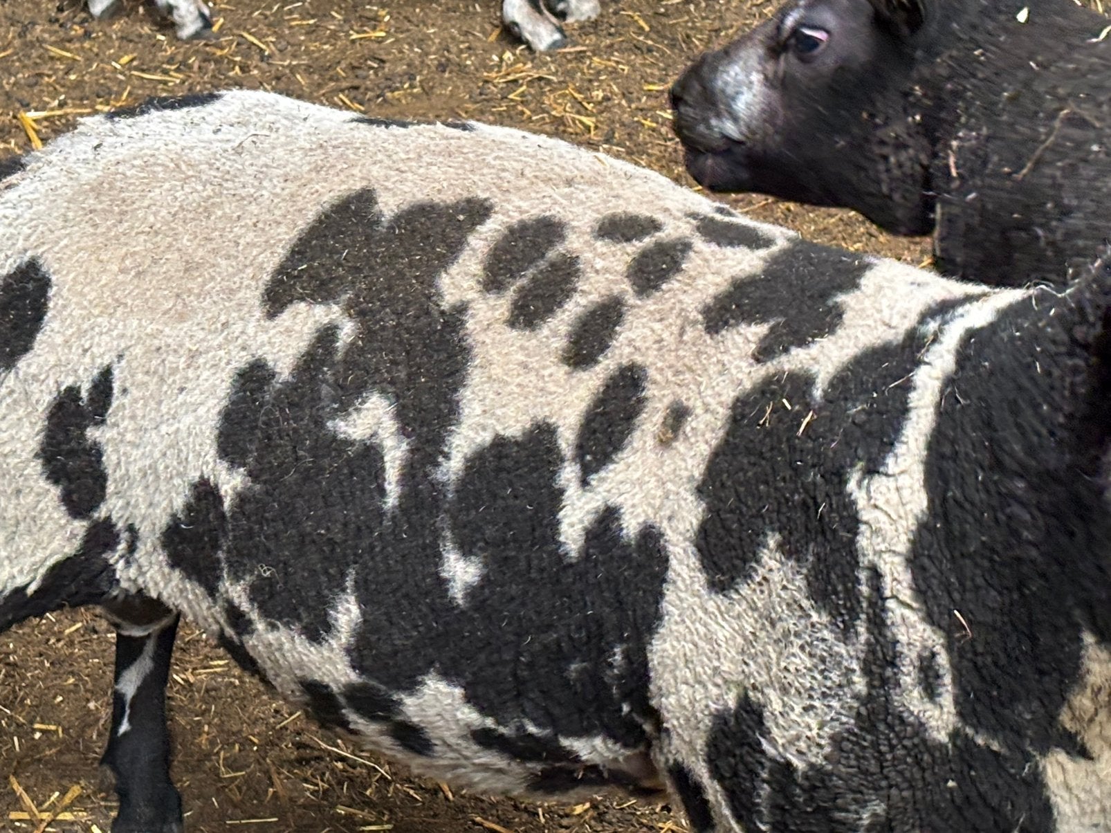 Stamboek rammen AAR/AAR zwoegervrij, Dieren en Toebehoren, Schapen, Geiten en Varkens, Mannelijk, Schaap