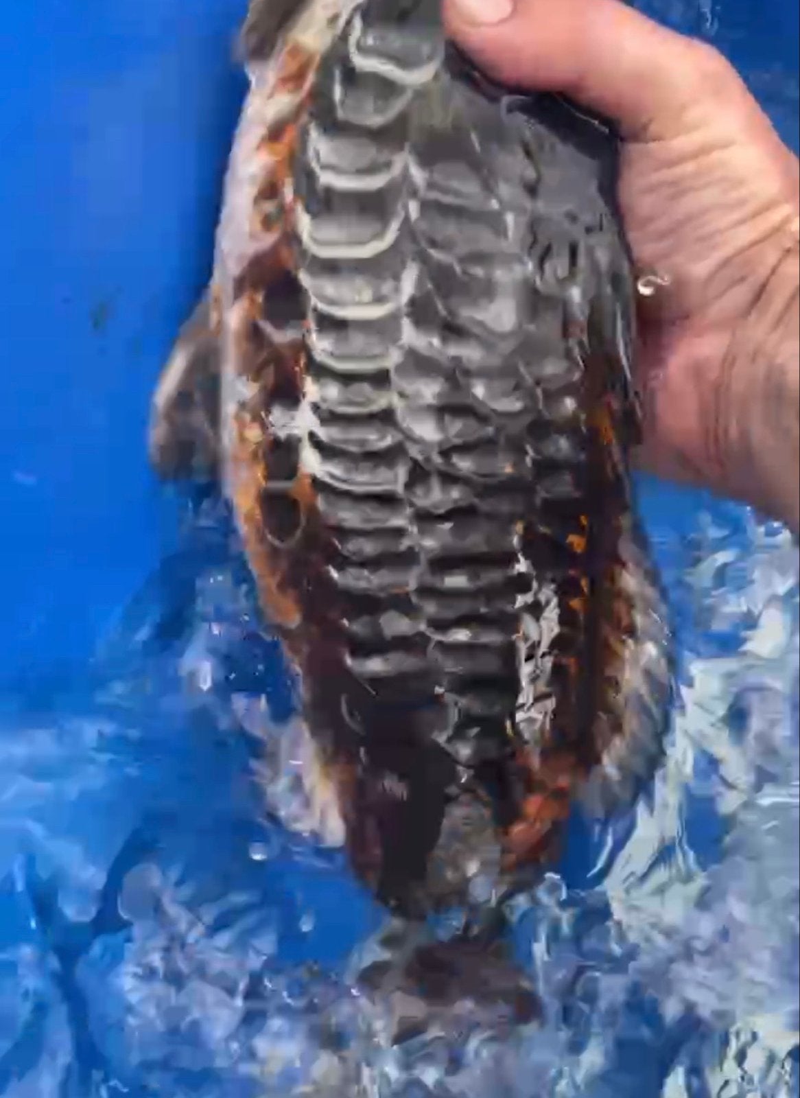 Koi Aragoke ) grote schub, 46cm, net 2 jaar, Karper of Koi