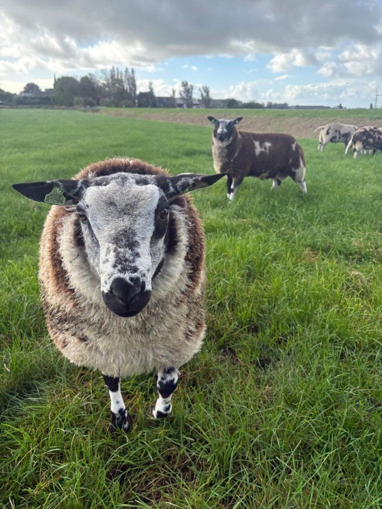 Bonte dekrammen, Dieren en Toebehoren, Mannelijk, Schaap, 0 tot 2 jaar