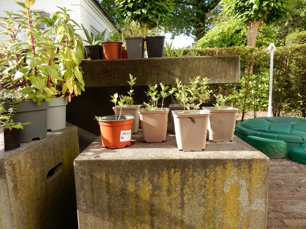 LAVAS  (Maggiplant), Ophalen, Vaste plant, Halfschaduw, Kruiden