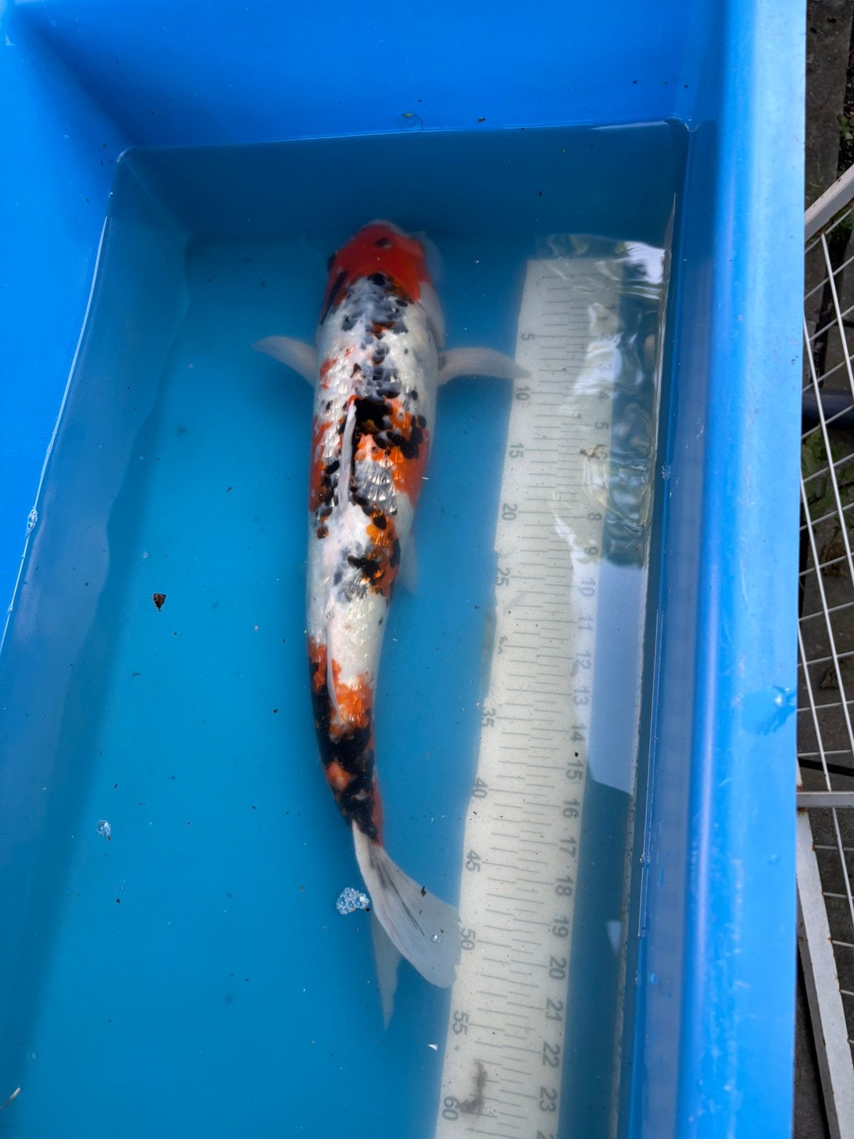 50 cm ginrin sanke koi, Dieren en Toebehoren, Vissen | Vijvervissen, Karper of Koi