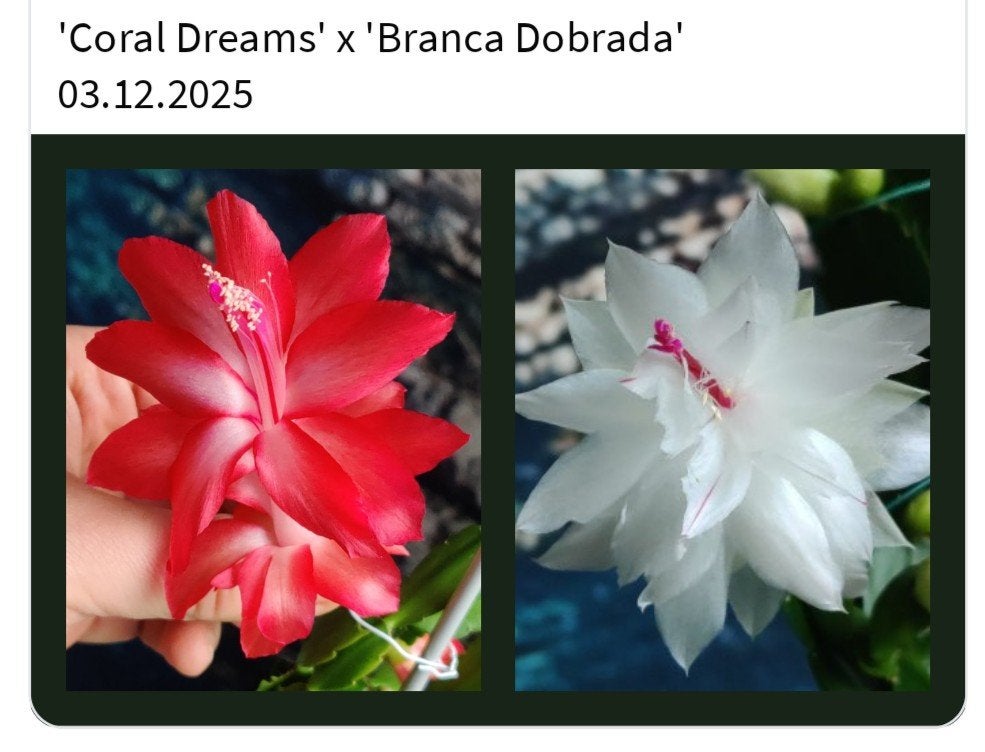 Schlumbergera nieuwe hybride zaadbesje op 1 bladsegment, Verzenden, Halfschaduw, Minder dan 100 cm