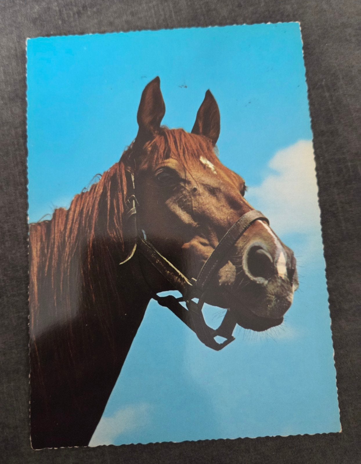 Vintage Ansichtkaart Paard, Verzenden, 1960 tot 1980, Ongelopen, Paard