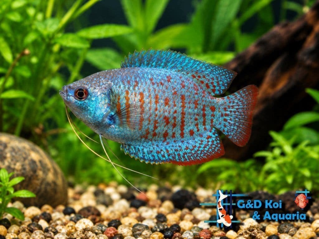 vele soorten en kleuren Dwerg gourami,  en  gourami,, Dieren en Toebehoren, Vis