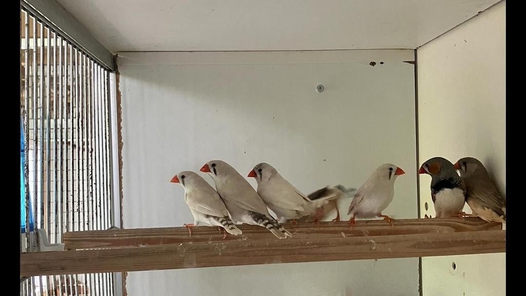 5 koppels zebravinken te koop, Dieren en Toebehoren, Meerdere dieren