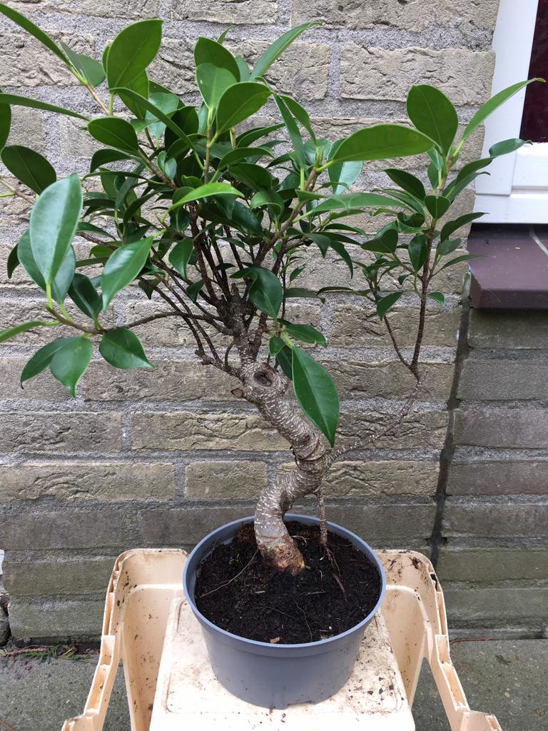 Bonsai ficus ginseng, Huis en Inrichting, Kamerplanten, In pot, Minder dan 100 cm, Bonsai, Groene kamerplant