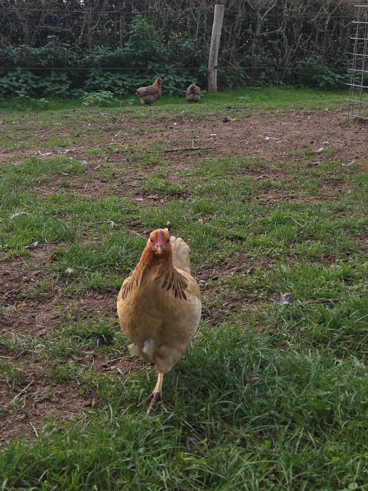 Mooie sierkippen te koop, Dieren en Toebehoren, Vrouwelijk, Kip