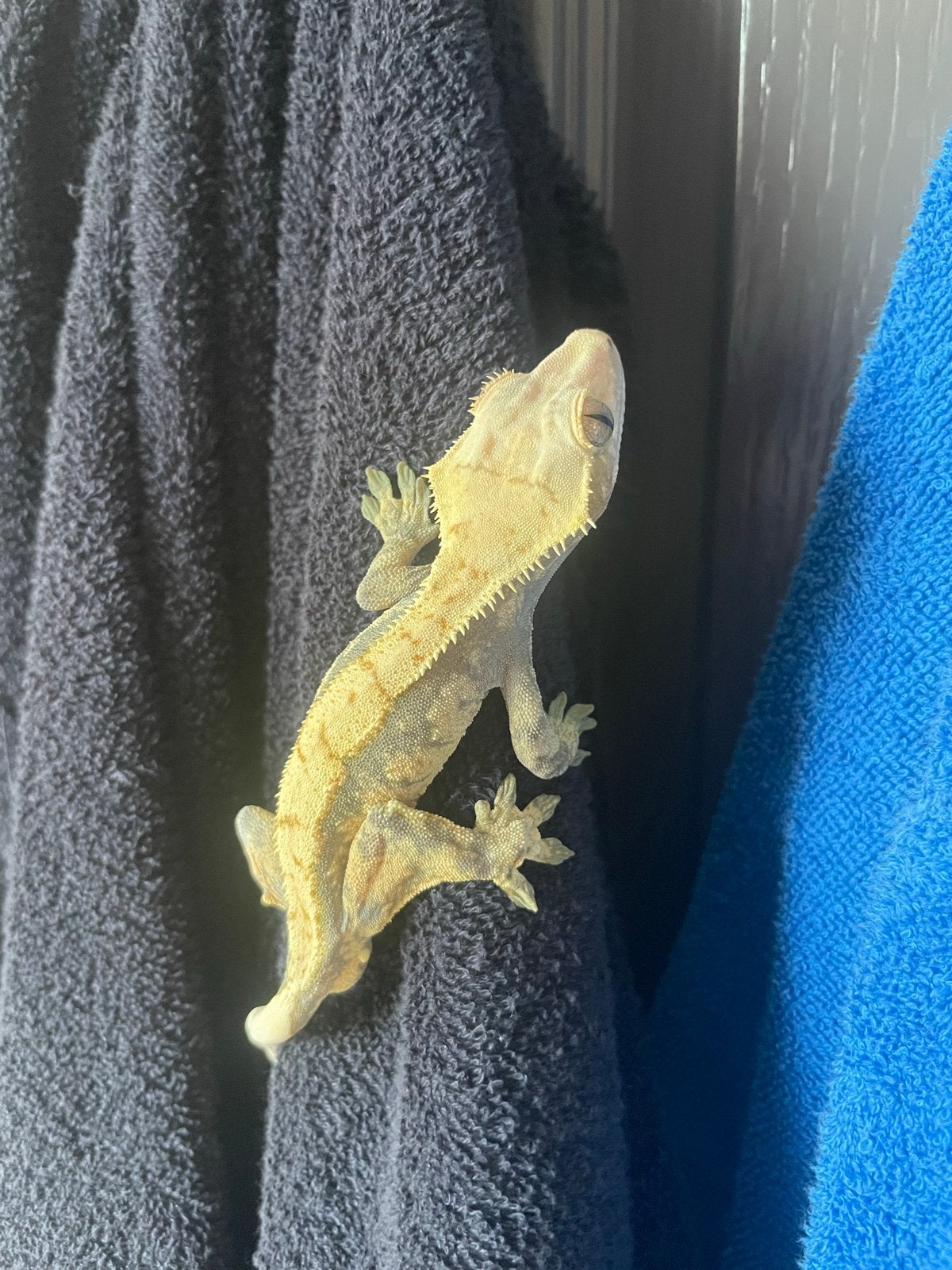 Luipaardgecko, Dieren en Toebehoren, Reptielen en Amfibieën, Slang, 0 tot 2 jaar